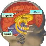 Cerveau - Amygdale
