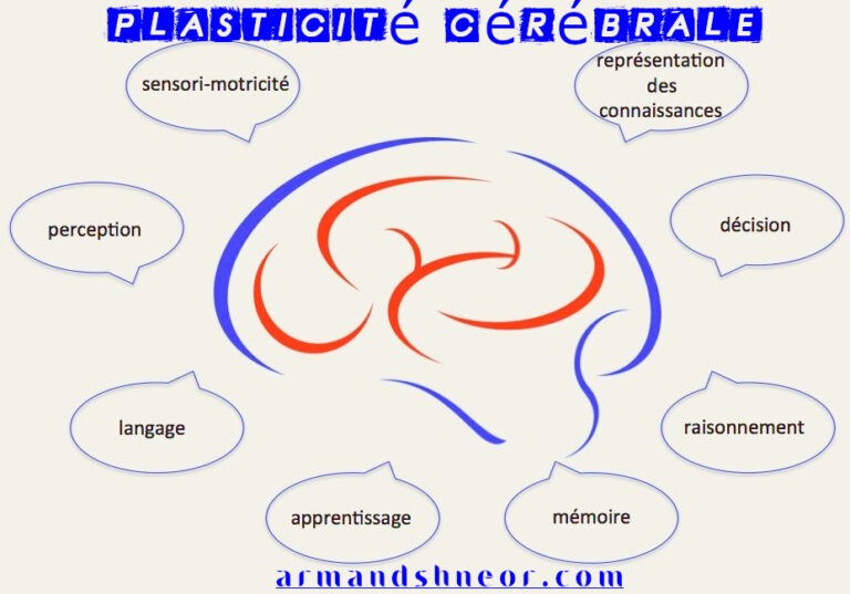 L'envers de la neuroplasticité